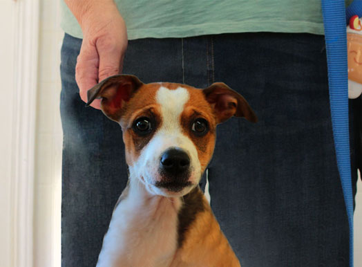 This image displays is used for Summer Hill Apartments Pet Screening page link button